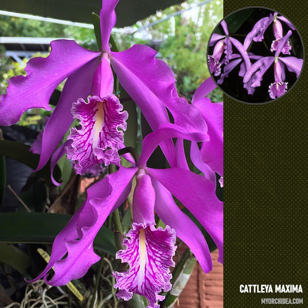 орхидея катлея