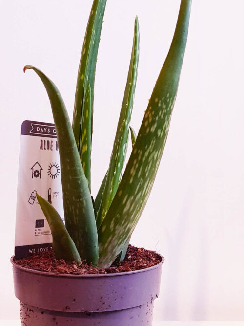 Aloe Vera (Алое Вера) №1 лечебно растение