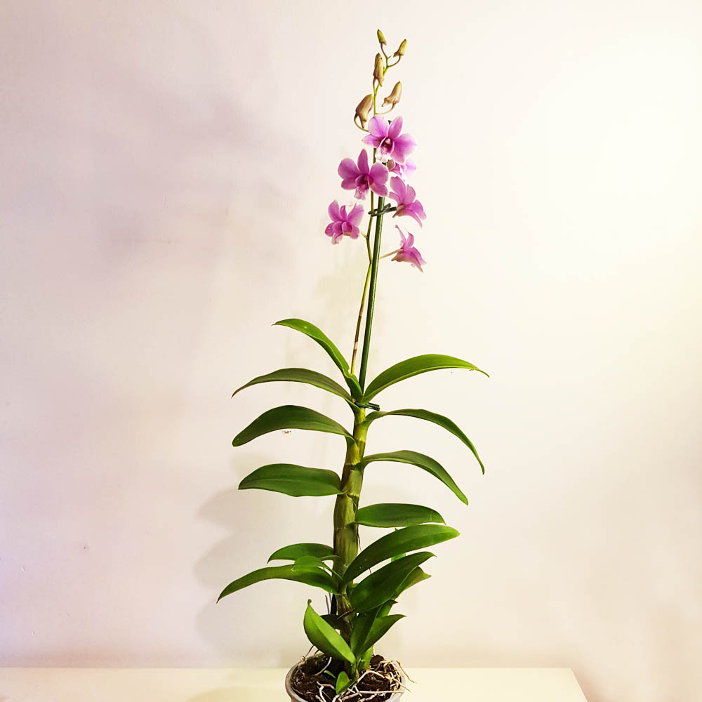 орхидея dendrobium phalaenopsis