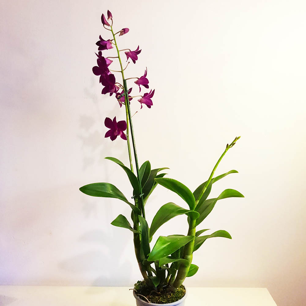 орхидея dendrobium phalaenopsis