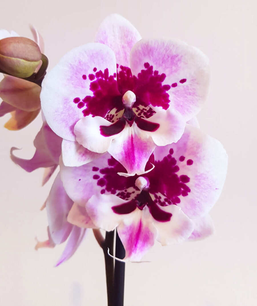 Орхидея Фаленопсис Биг Лип MIX2 (2 цвет.)