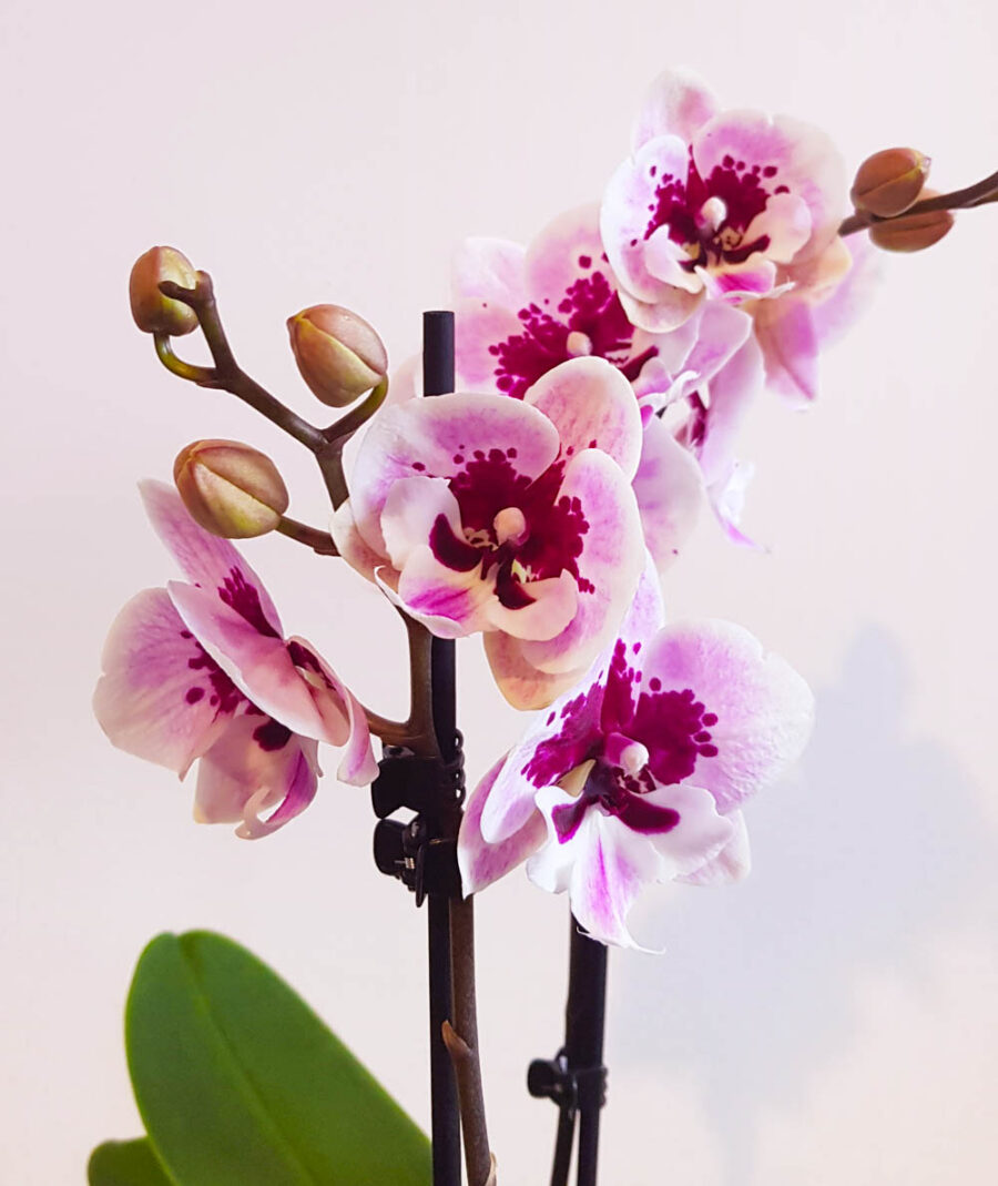 Орхидея Фаленопсис Биг Лип MIX2 (2 цвет.)