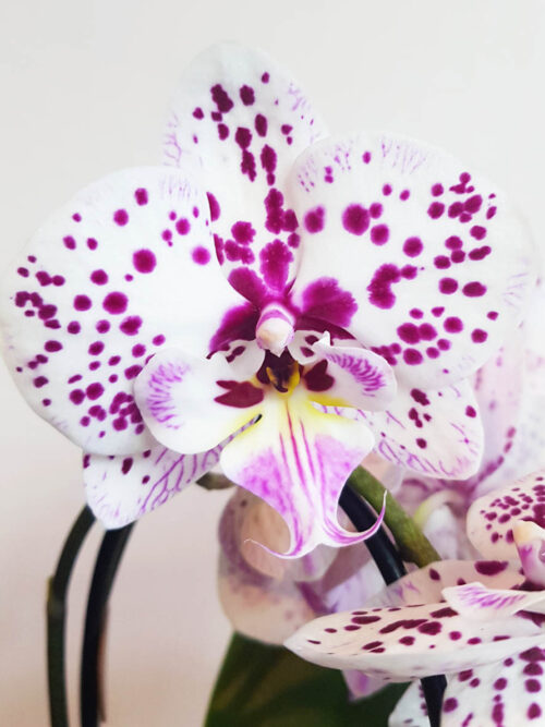 Каскадна орхидея Фаленопсис MIX1 (точка, 2 цвет.)
