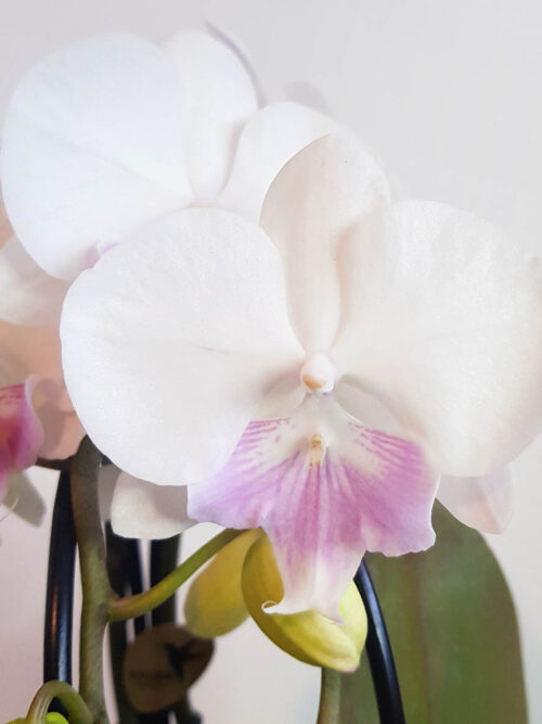 Орхидея Фаленопсис MIX4 Биг Лип каскадна (2 цвет.)