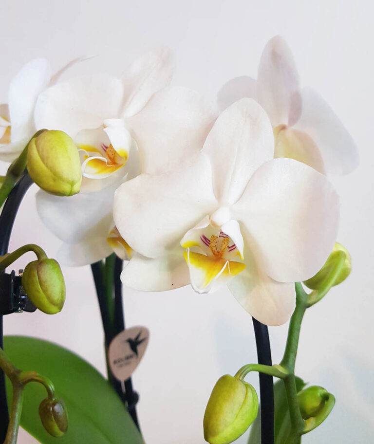 орхидея Фаленопсис MIX3