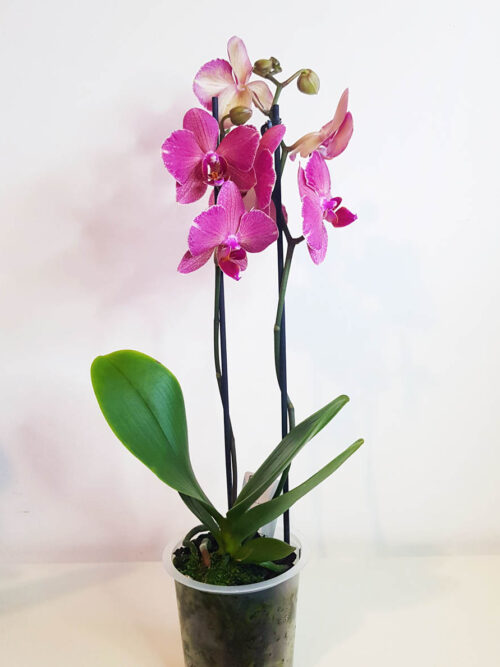 Орхидея Phalaenopsis MIX10