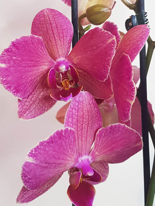 Орхидея Phalaenopsis MIX10 (2 цвет.)