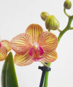 Орхидея Фаленопсис MIX5 (3 цвет.)