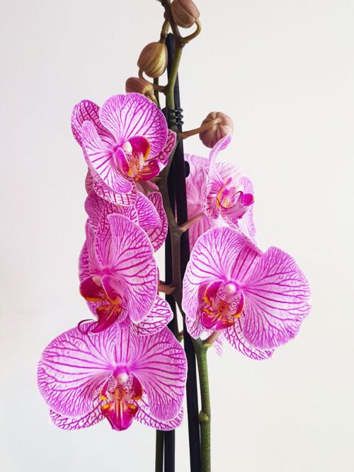 Орхидея Фаленопсис MIX8
