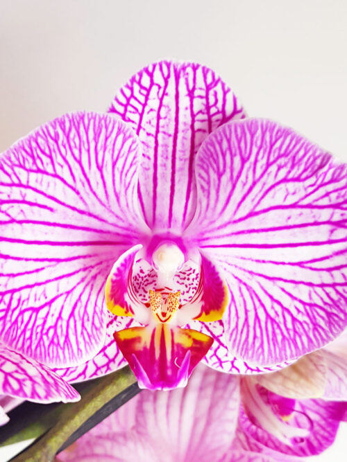 Орхидея Фаленопсис MIX21 (2 цвет.)