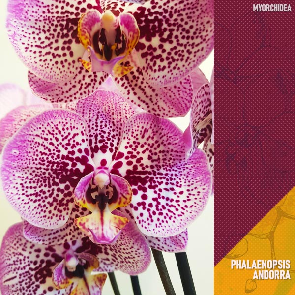 Phalaenopsis Andorra