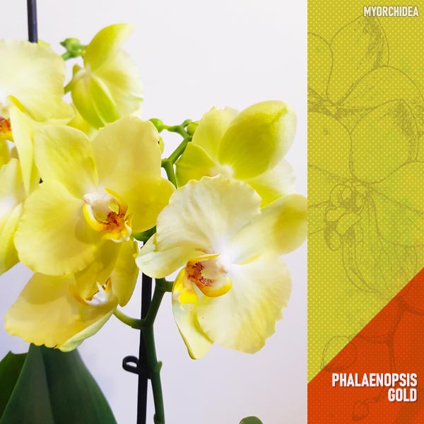 Phalaenopsis_Gold