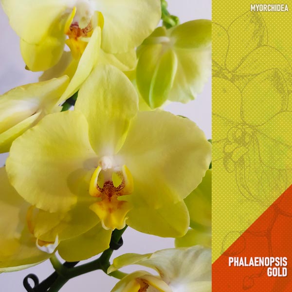 Phalaenopsis_Gold