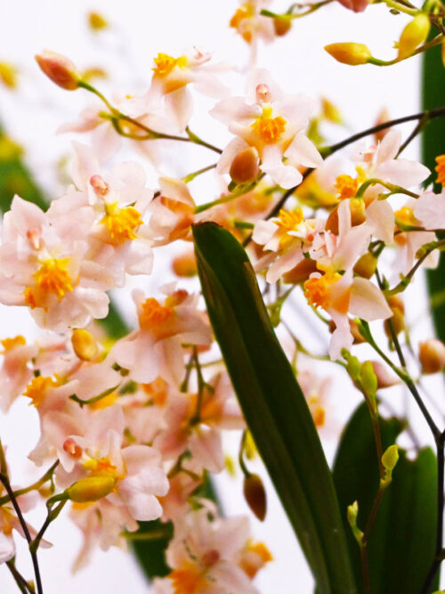 Орхидея Oncidium Twinkle розова (СУПЕР АРОМА 3-5 цвет.)