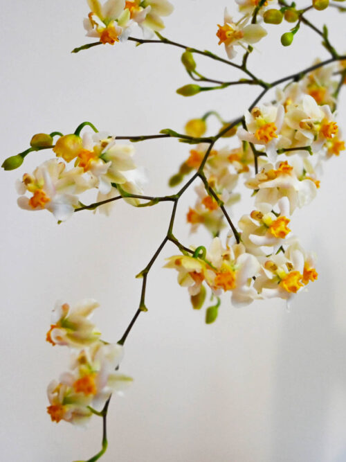 Орхидея Oncidium Twinkle бяла (СУПЕР АРОМАТНА 3-5 цвет.)