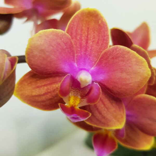ароматна орхидея