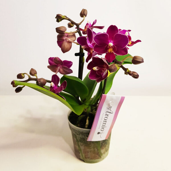 ароматна орхидея