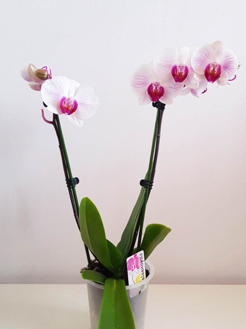 Орхидея Фаленопсис MIX17