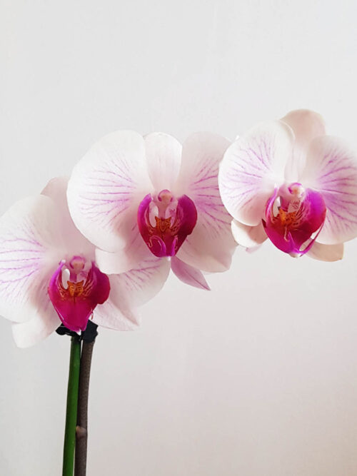 Орхидея Фаленопсис MIX17 (2 цвет.)