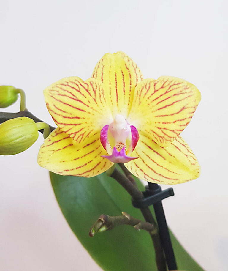 Oрхидея Фаленопсис MIX16