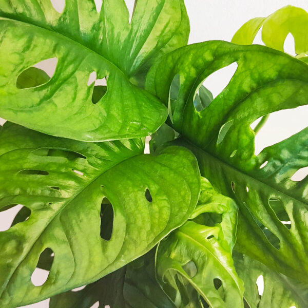 Monstera adansonii, Монстера Monkey leaf