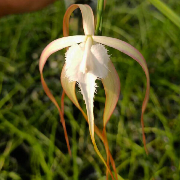 Brassavola cucullata × sib