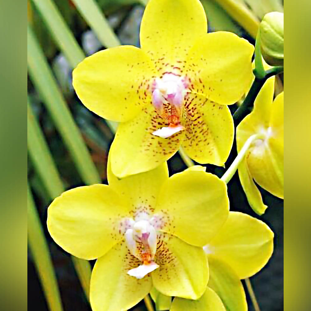 Phalaenopsis Yellow Treasure