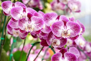 отглеждане на орхидеи 1