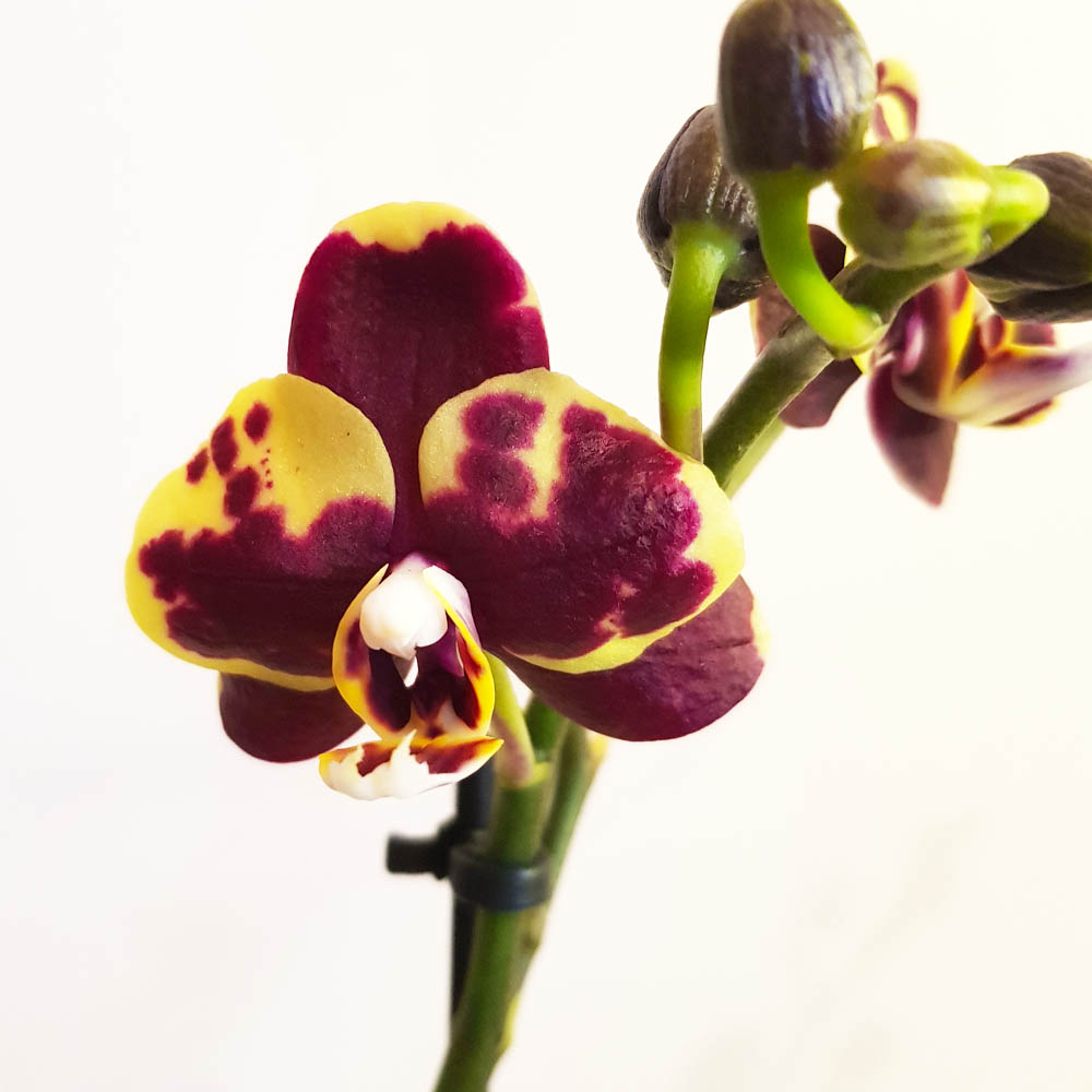 Орхидея Phalaenopsis Ethiopa