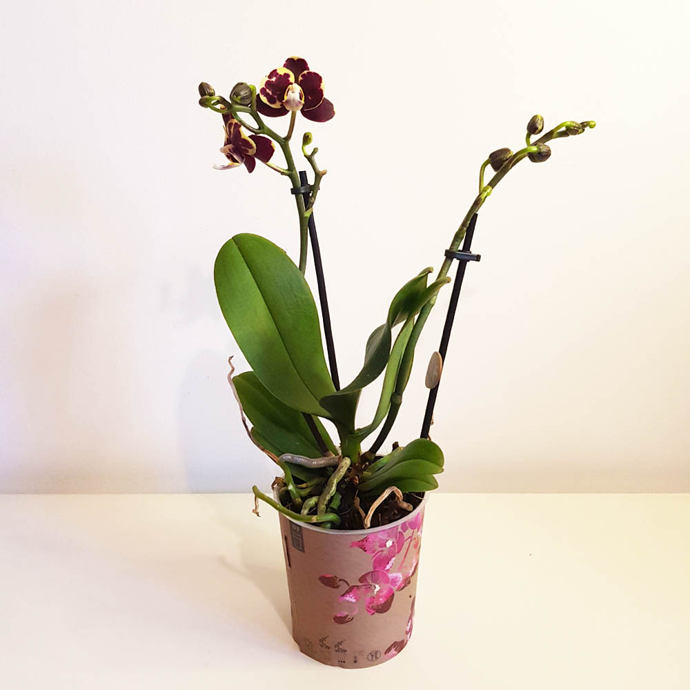 Орхидея Phalaenopsis Ethiopa