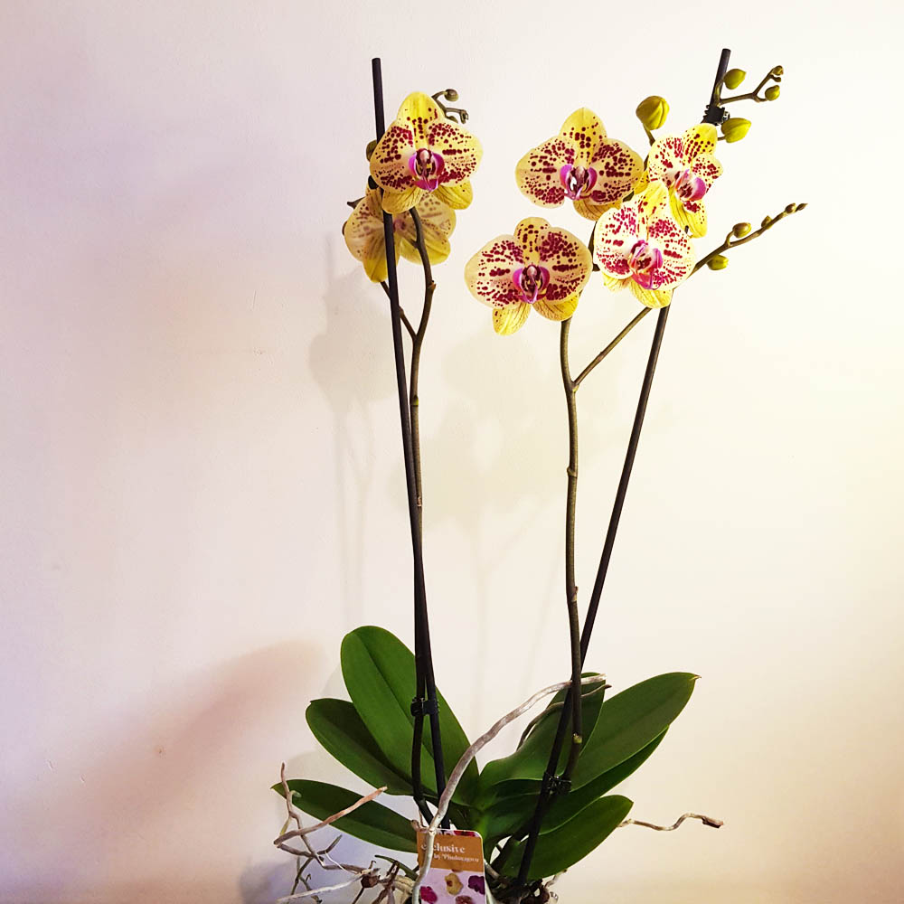 орхидея phalaenopsis mariola