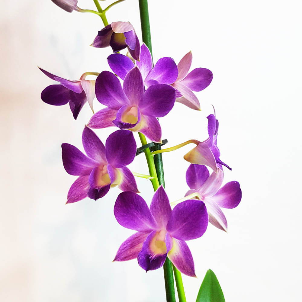 Dendrobium Phalaenopsis, biggibum