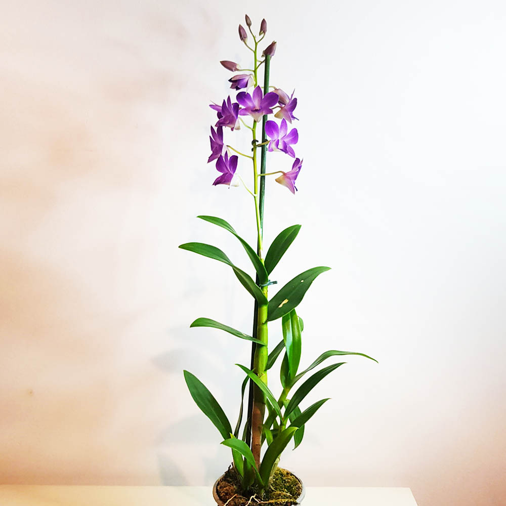 Dendrobium Phalaenopsis, biggibum