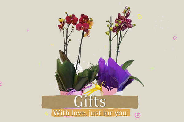 подарък орхидея с кашпа