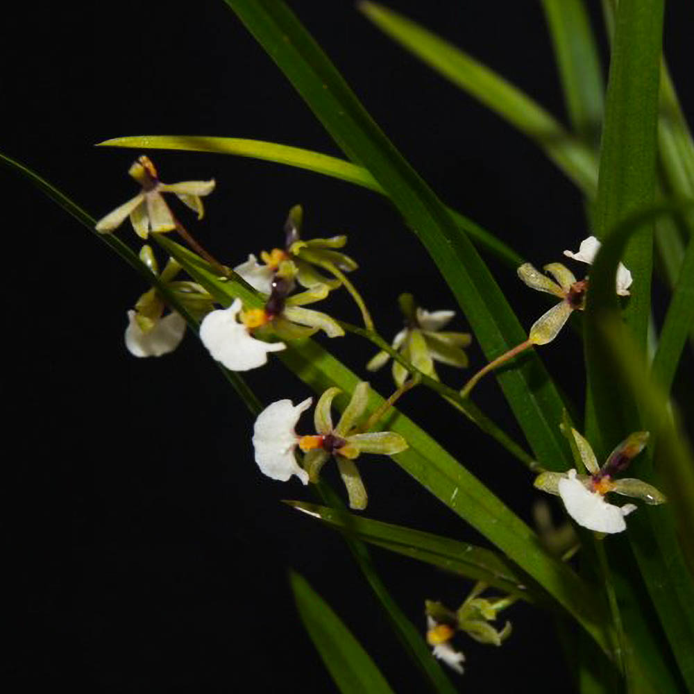 Ornithophora radicans orchid