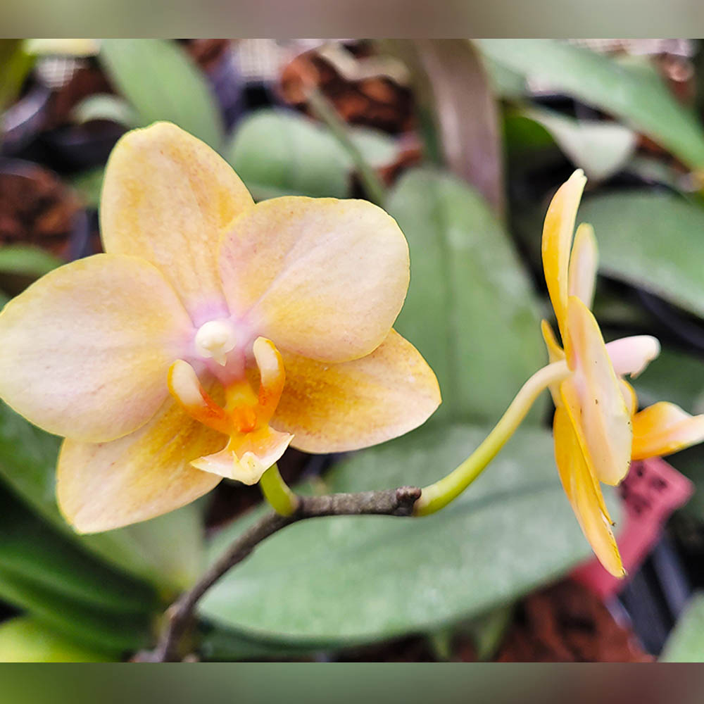 Phalaenopsis Kumquat