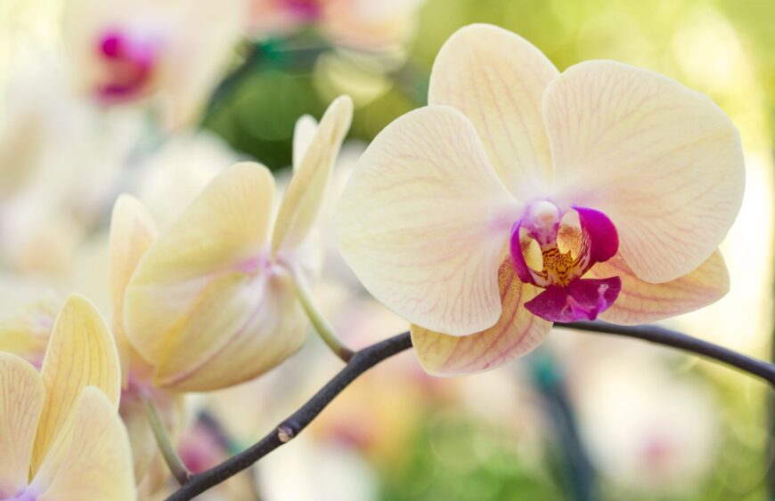 видове орхидеи 1