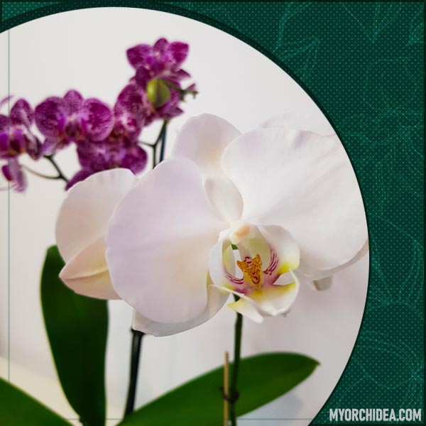 Орхидея Phalaenopsis Multiflora “Cadiz” + Орхидея Phalaenopsis Springtime (FS)