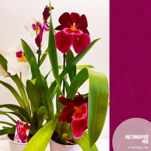 Ароматна орхидея Miltoniopsis Mix - Комплект 2 броя