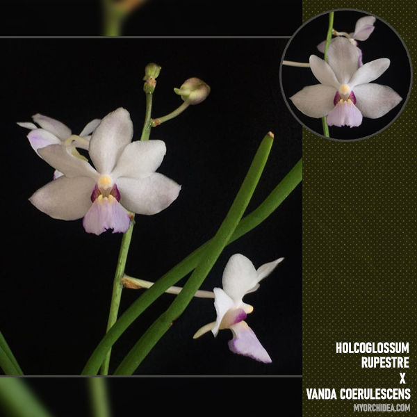 Орхидея Vandoglossum Aleksandra (размер FS)