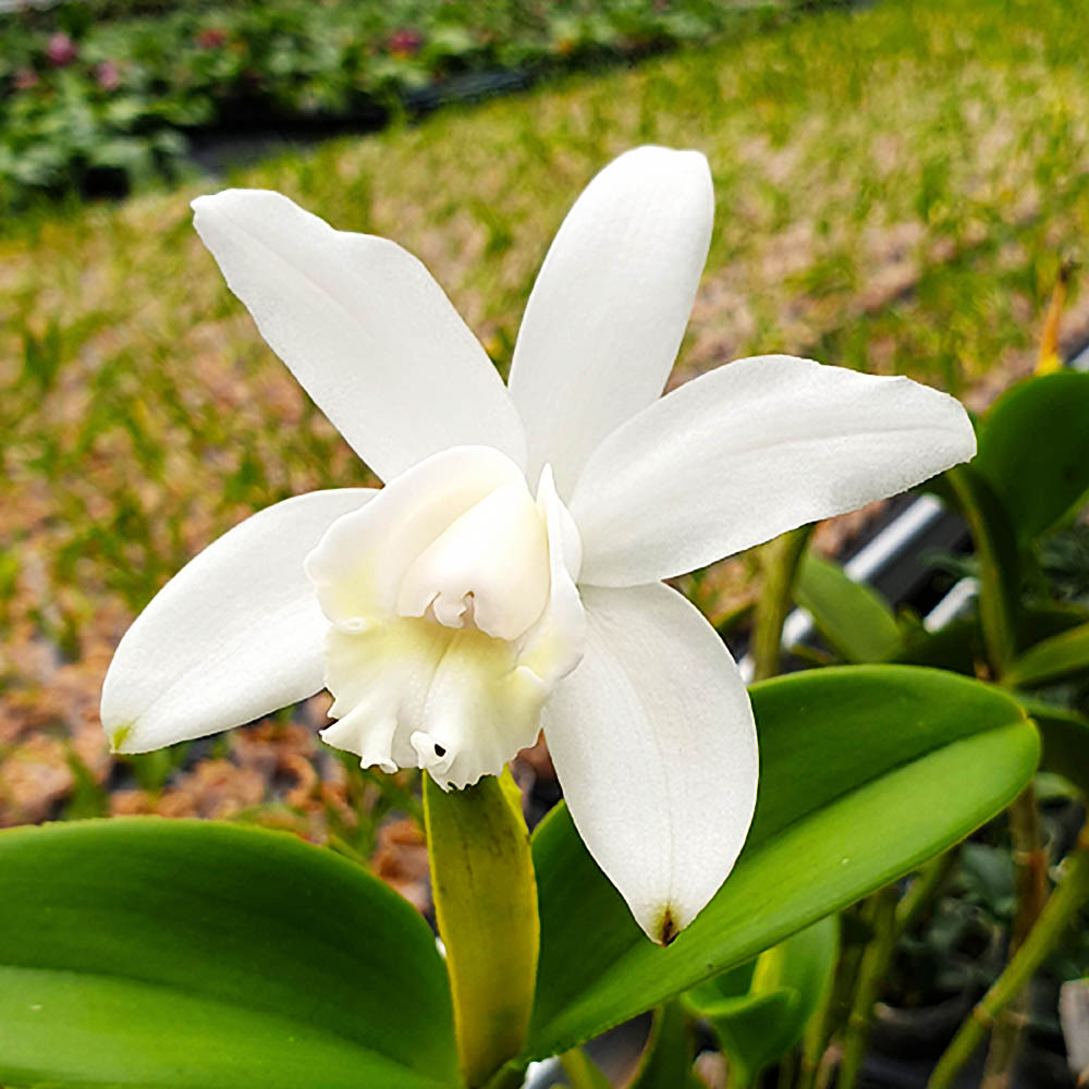 Орхидея Cattleya intermedia var. alba × sib (размер FS)