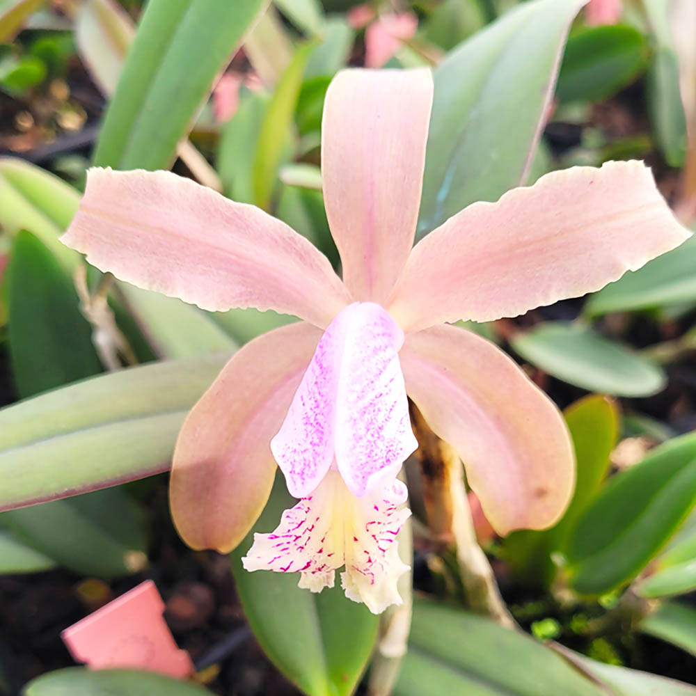 Орхидея Cattleya kerrii x schilleriana (размер FS)
