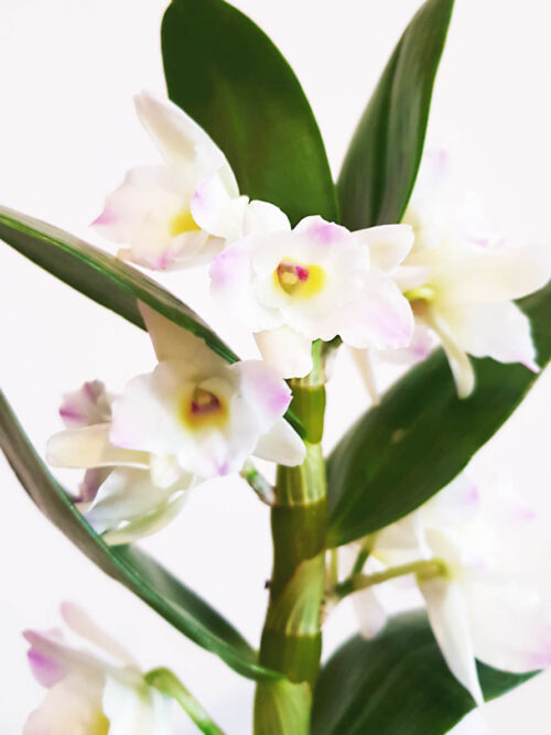 Орхидея Dendrobium Nobile MIX5 с аромат на зюмбюл (2 цвет.)