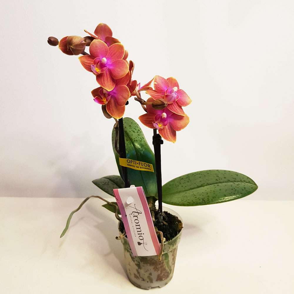 Ароматна орхидея фаленопсис mf. Aromio Amber (размер FS/ без цвят)