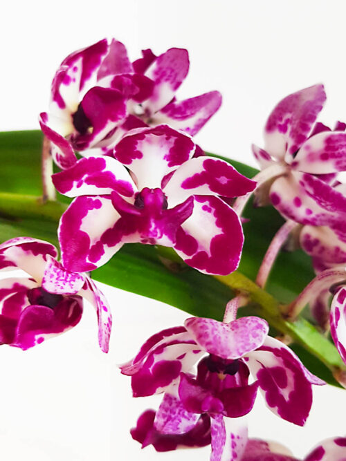 Орхидея Rhynchostylis gigantea MIX2 (Супер Аромат, 1 цвет.)