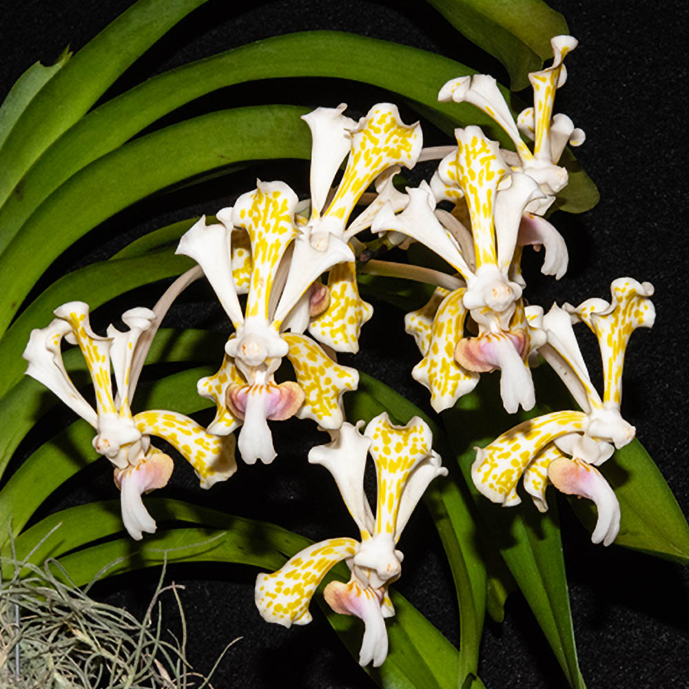 Орхидея Vanda tricolor var. suavis f. alba (размер NFS)