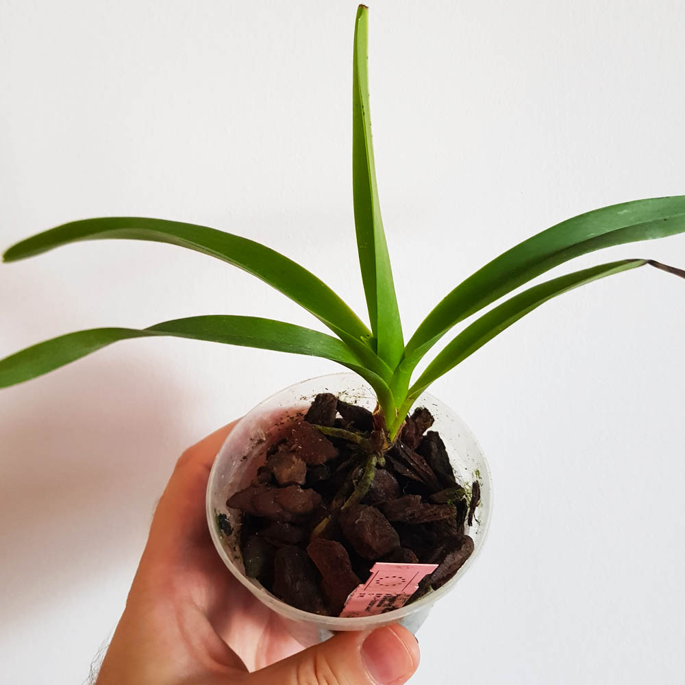 Орхидея Vanda tricolor var. suavis f. alba (размер NFS)