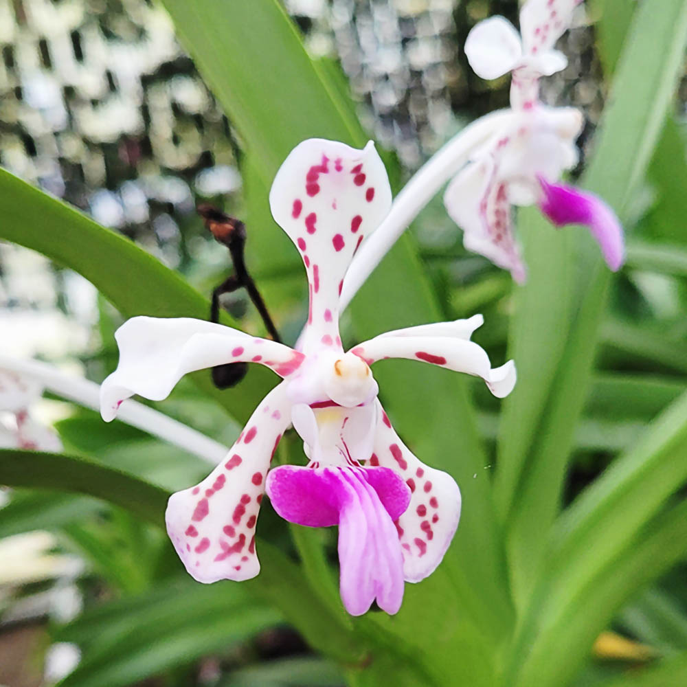 Орхидея Vanda tricolor var. suavis (размер NFS)