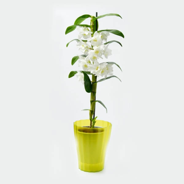 kashpa za orhidei ola green