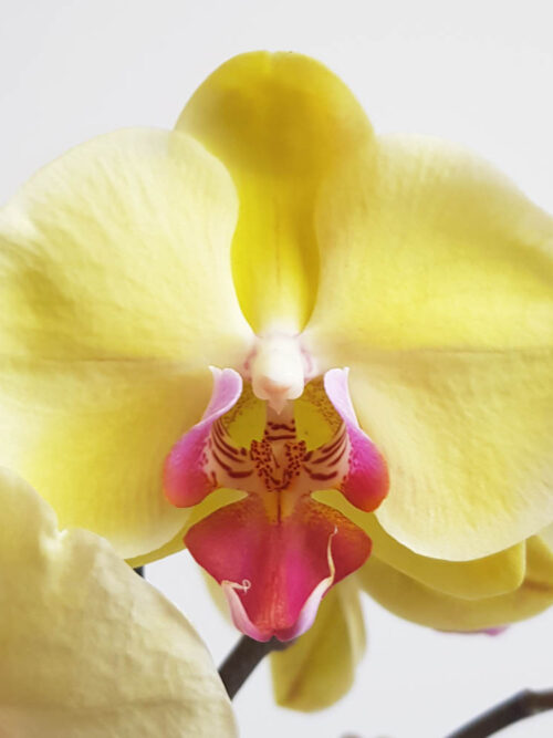orhidea phalaenopsis limelight